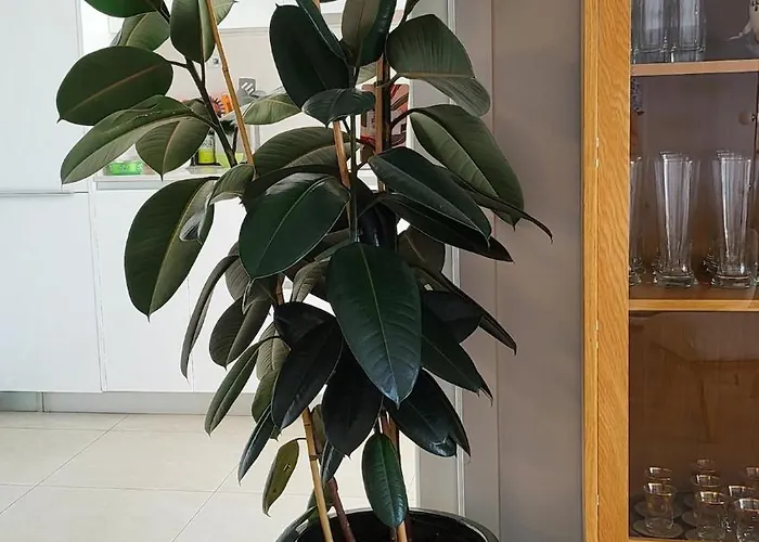 The Blue In Mesas, * Estepona